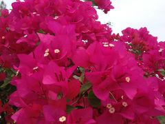 照片1-狐尾山公园