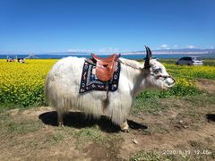 -青海湖国家重点风景名胜区