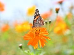 -洋湖国家湿地公园