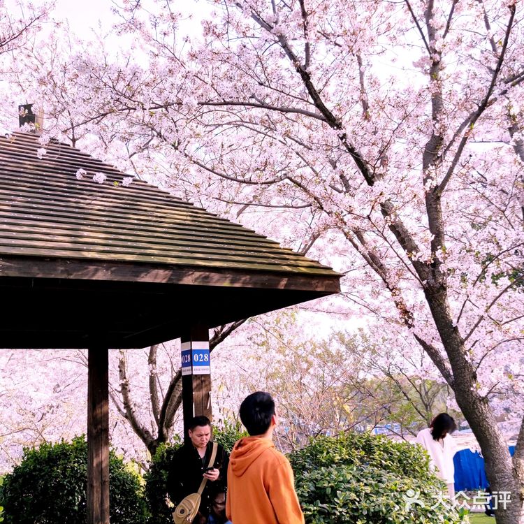 踏春之什么时间来顾村公园最佳
