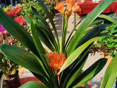 -中环花鸟鱼虫市场