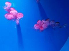 -皇家极地海洋世界-售票处