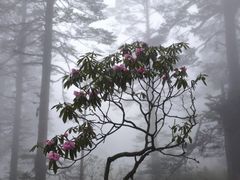 -瓦屋山景区