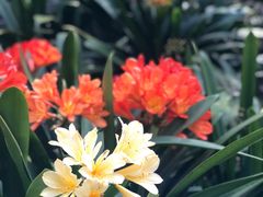 -墨尔本皇家植物园