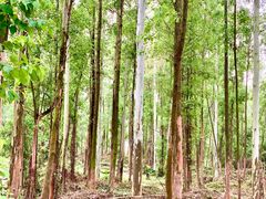 -黄埔油麻山森林公园