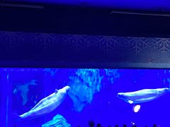-上海海昌海洋公园-冰山北极馆
