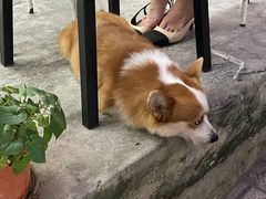 栗子-小梁哥云吞面(黄贝岭店)