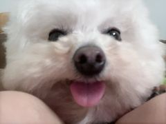 -安安宠医宠物医院·异宠·犬猫内科(岳阳分院)