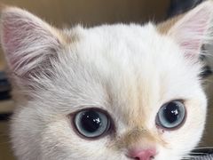 -宠颐生宠物医院·异宠猫科内科·诊疗中心宠巢店