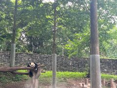 -都江堰中华大熊猫苑