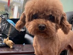 -翊宠yipet猫狗购宠庄园犬舍•猫舍