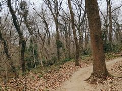 -紫金山山顶公园
