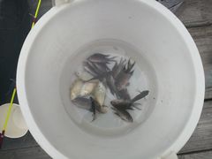 -深圳海钓·深圳钓鱼·拓展聚会鱼排