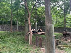 -都江堰中华大熊猫苑