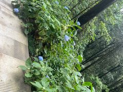 -苍山感通索道