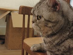 -有猫主题·治愈系猫咖(曾厝垵店)