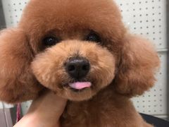 -顺强宠物诊所·狂犬免疫·夜诊·骨科(嘉定店)