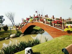 -荷兰花海
