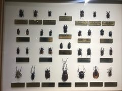 -上海昆虫博物馆