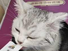 -瑞派康怡24h宠物医院·犬猫医疗中心·微创绝育(瑞景分院)