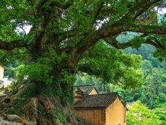 -杨家堂村