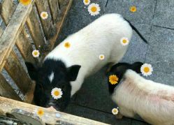 -萌宠亲子动物乐园(槐房万达店)