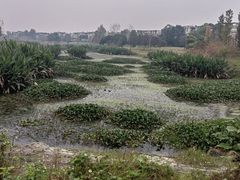 -两河城市森林公园