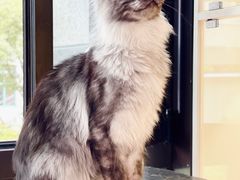 -十年猫舍·猫咪专门店(普陀店)