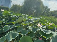 -西海子公园