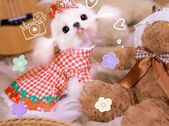 -萌宠之家·腊肠犬·马尔泰·小体犬舍