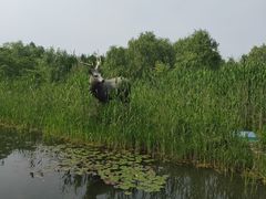 -溱湖国家湿地公园