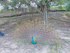 -吉隆坡雀鸟公园