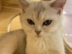 -猫咪派对(江南西店)