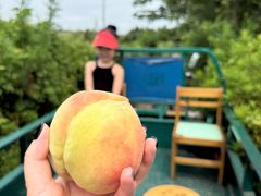 -南汇水蜜桃采摘(大团店)