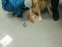 -瑞派宠物医院·24h·骨外科·皮肤科·全科宠物医疗转诊中心(沈阳浑南院)