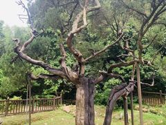-草庵摩尼教遗址公园