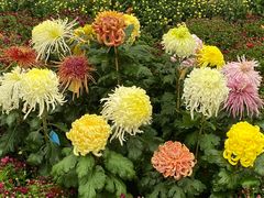 -上海共青森林公园