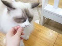 -李小姐の猫咖啡馆(五角场店)