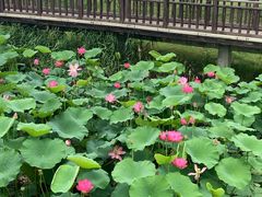 -羊亭河湿地公园