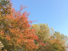 -八大关景区
