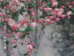 -莫愁湖公园