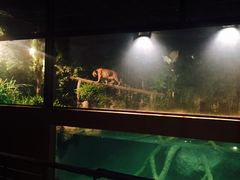 -清迈夜间动物园