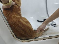 -爱洗澡的猫(天河路店)