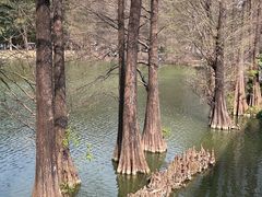 -中国科学院华南植物园