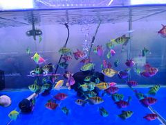 -龙大花卉苗木市场