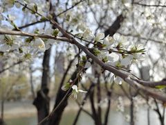 -桃花堤公园