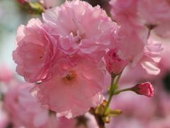 -天适樱花悠乐园