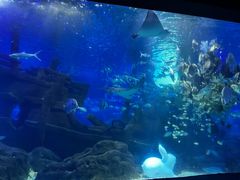 -江和美海洋公园