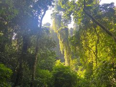 -西双版纳原始森林公园
