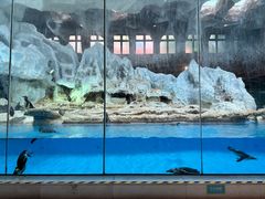 -帝企鹅自助餐厅•儿童岛•真企鹅(长隆企鹅酒店)